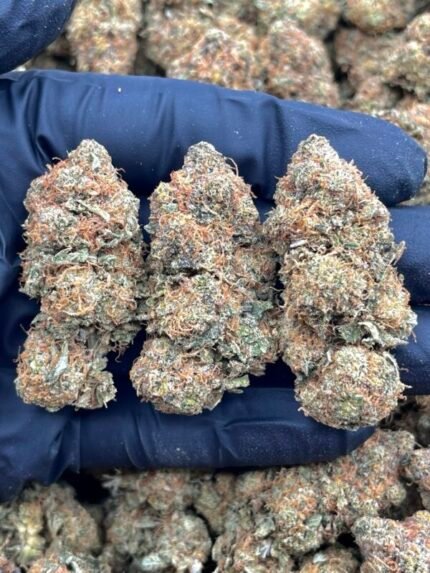 CARMEL COOKIE