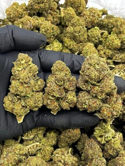 ANIMAL COOKIES – HT826AC