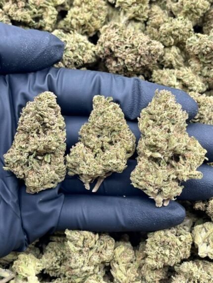 ZOUR MIMOSA – BREAKDOWN – LM810ZP